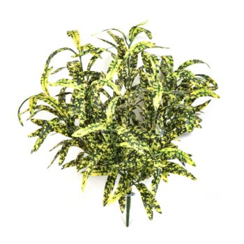 Spider bush x 12 green/yellow