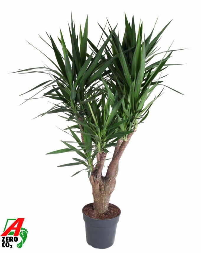 Yucca vertakt 3-4 arm P34
