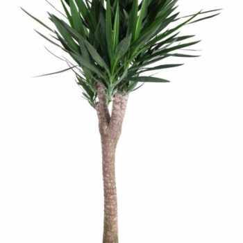 Yucca stam+vertakt P34