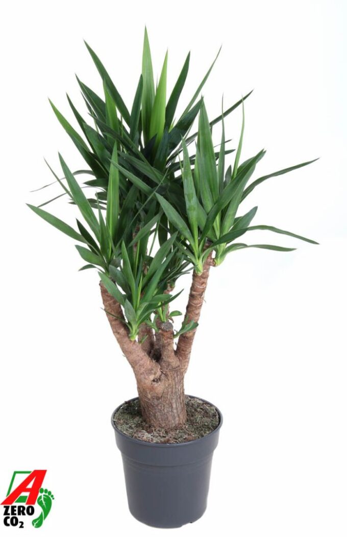 Yucca vertakt 4+-arm P27