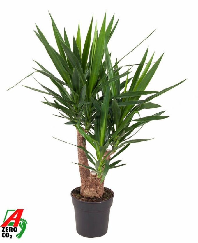 Yucca vertakt 3/4-arm P24-100