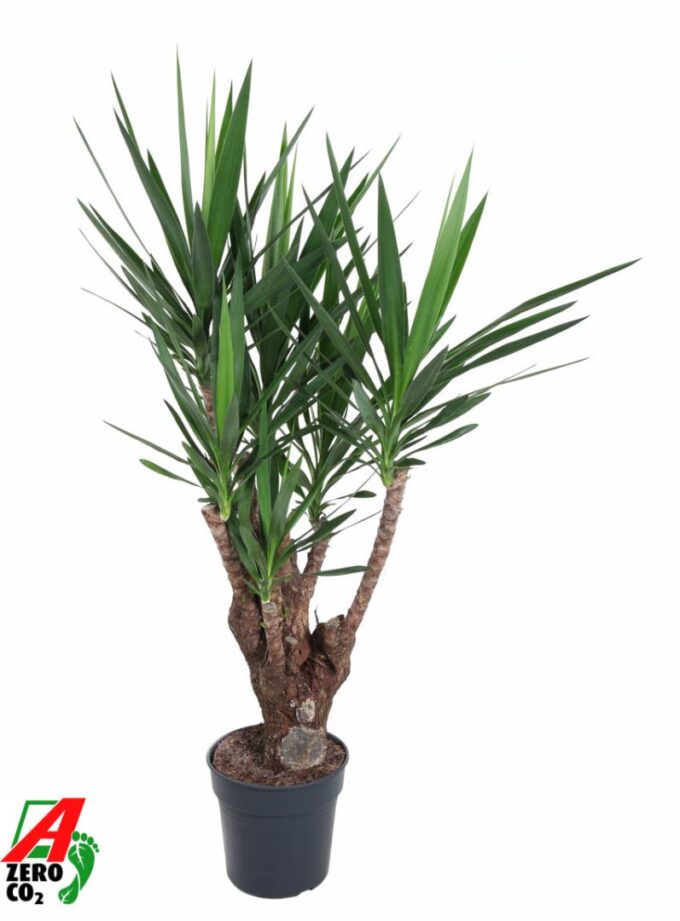 Yucca vertakt 3-arm P31