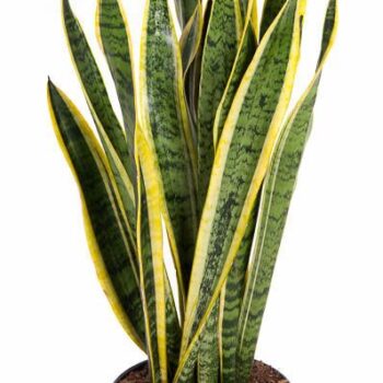 Sansevieria Laurentii P21