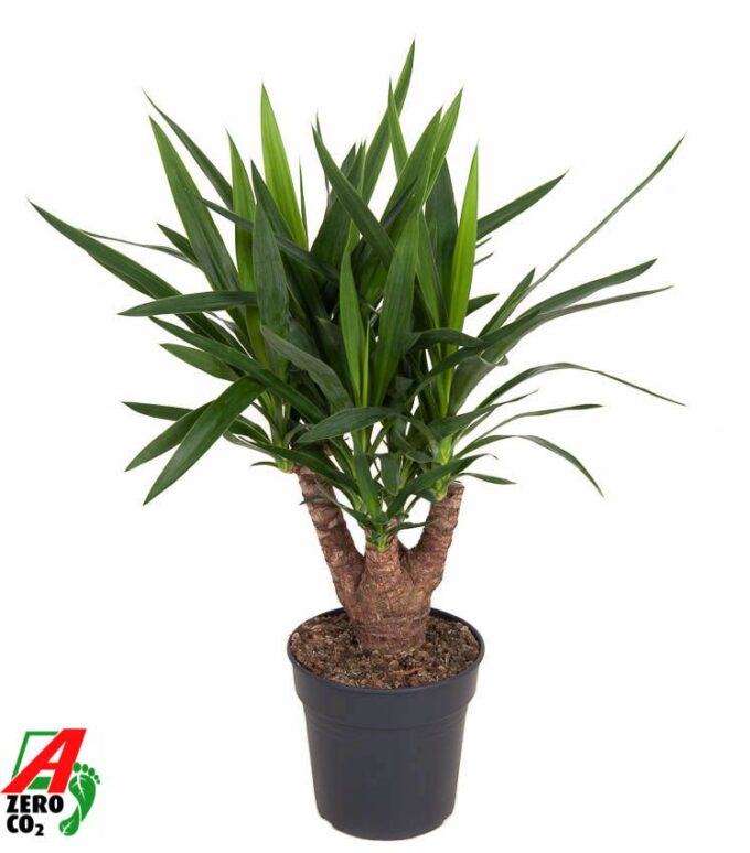 Yucca vertakt 3/4-arm P21