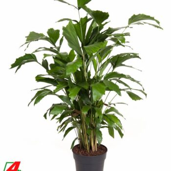 Caryota Mitis