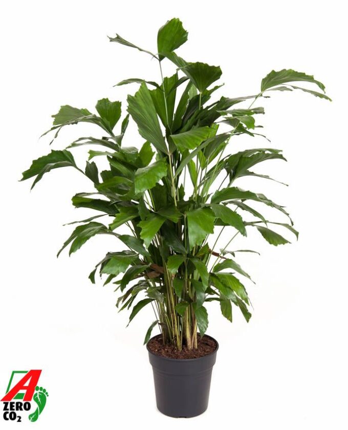 Caryota Mitis