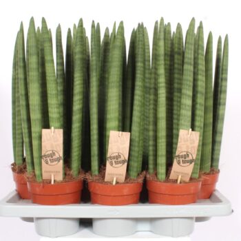 Sansevieria Straight