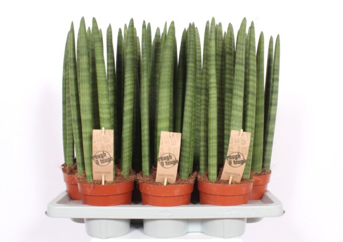 Sansevieria Straight
