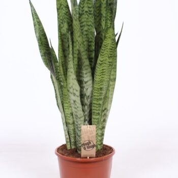 Sansevieria zeylanica