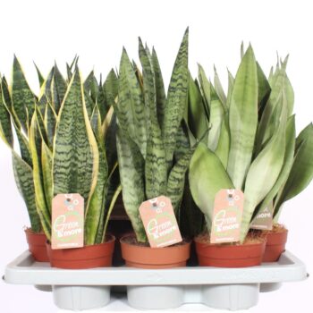 Sansevieria mix