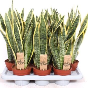 Sansevieria Laurentii