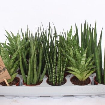 Sansevieria Luxe mix