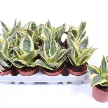 Sansevieria Golden Hahnii