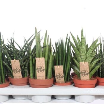 Sansevieria Luxe mix