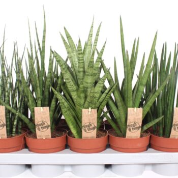 Sansevieria Luxe mix
