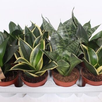 Sansevieria Hahnii Mix