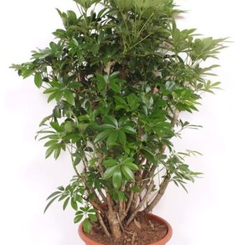 Schefflera arboricola 'Compacta'