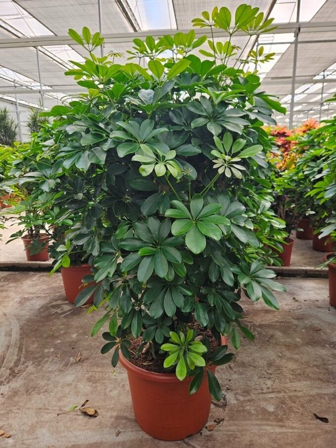 Schefflera arboricola 'Compacta'