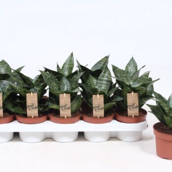 Sansevieria Hahnii