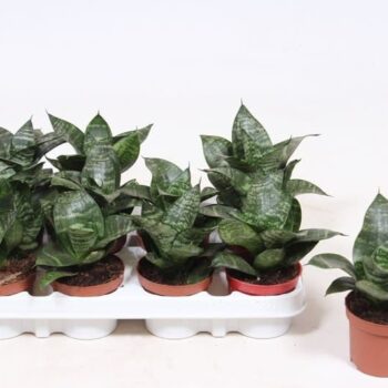 Sansevieria Hahnii