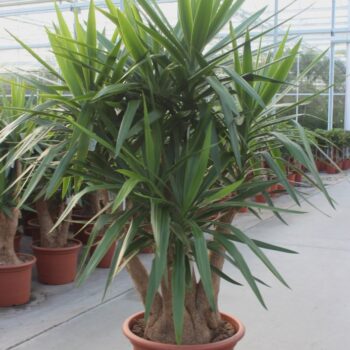 Yucca elephantipes