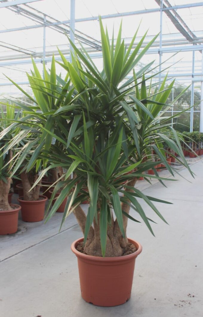 Yucca elephantipes