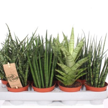 Sansevieria Luxe mix