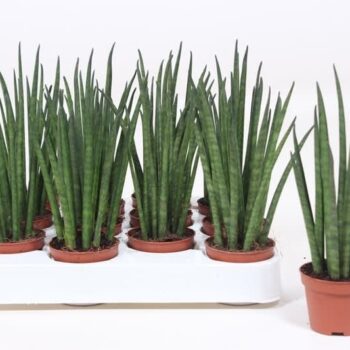 Sansevieria Mikado