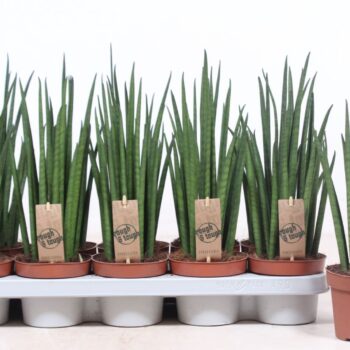 Sansevieria Mikado