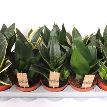 Sansevieria Hahnii mix