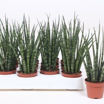 Sansevieria Fernwood Mikado