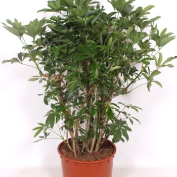 Schefflera arboricola 'Compacta'