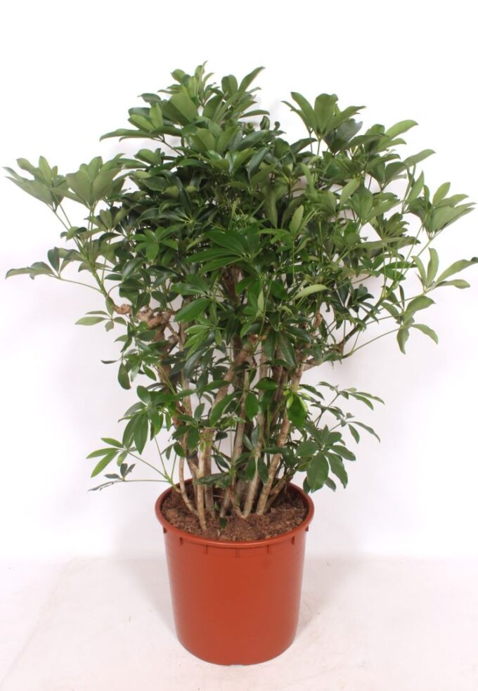 Schefflera arboricola 'Compacta'