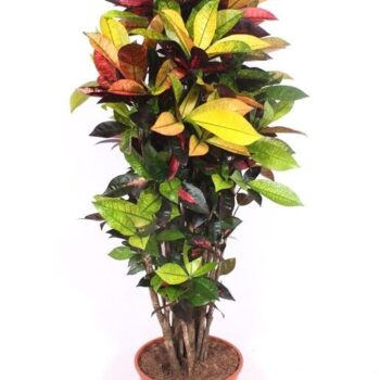 Codiaeum Iceton