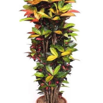 Codiaeum Iceton