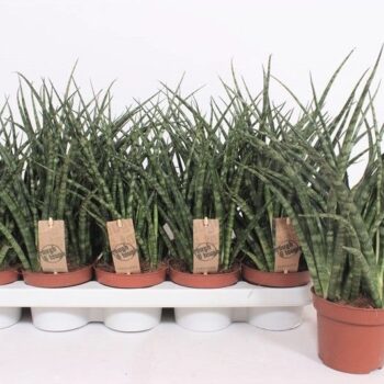 Sansevieria Fernwood Punk