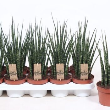 Sansevieria Fernwood Mikado