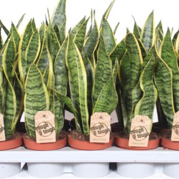 Sansevieria Laurentii