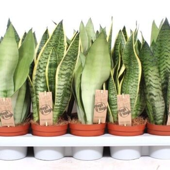 Sansevieria mix