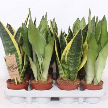 Sansevieria mix
