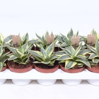 Sansevieria Golden Hahnii