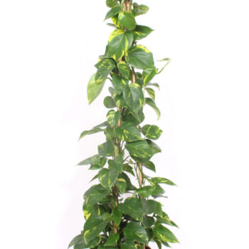Epipremnum Aureum