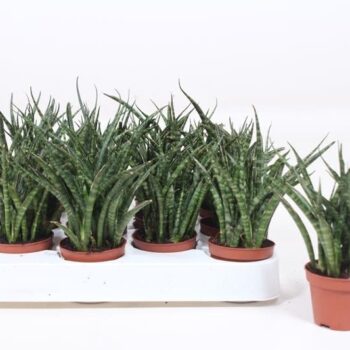 Sansevieria Fernwood Punk
