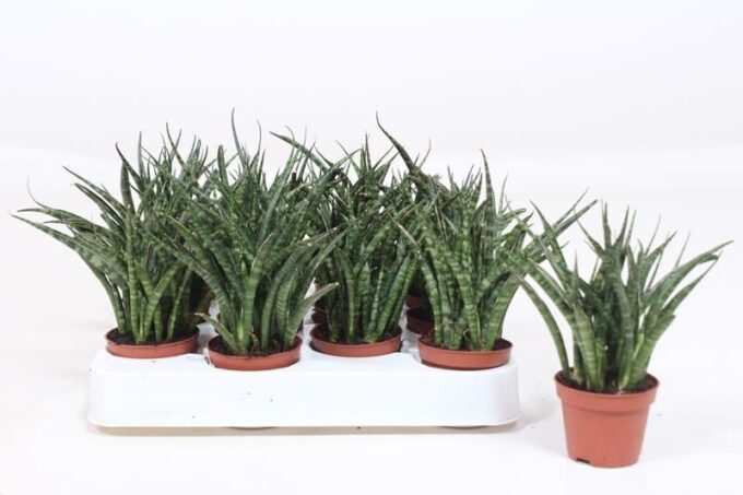Sansevieria Fernwood Punk