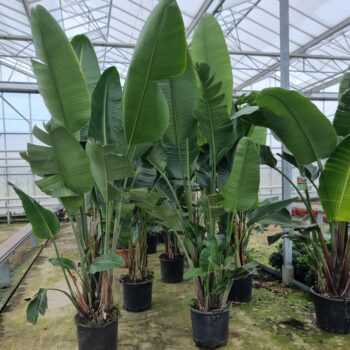 Strelitzia augusta