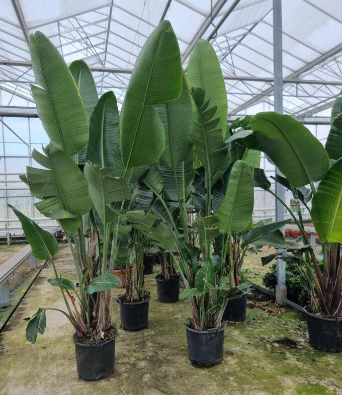 Strelitzia augusta