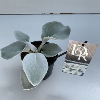 Senecio Angel Wings