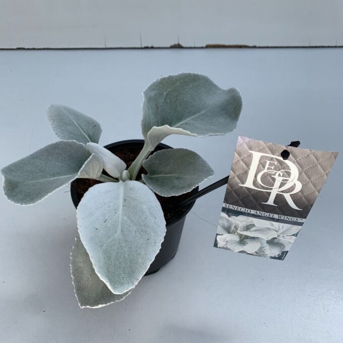 Senecio Angel Wings