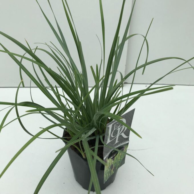 Sesleria Heufleriana