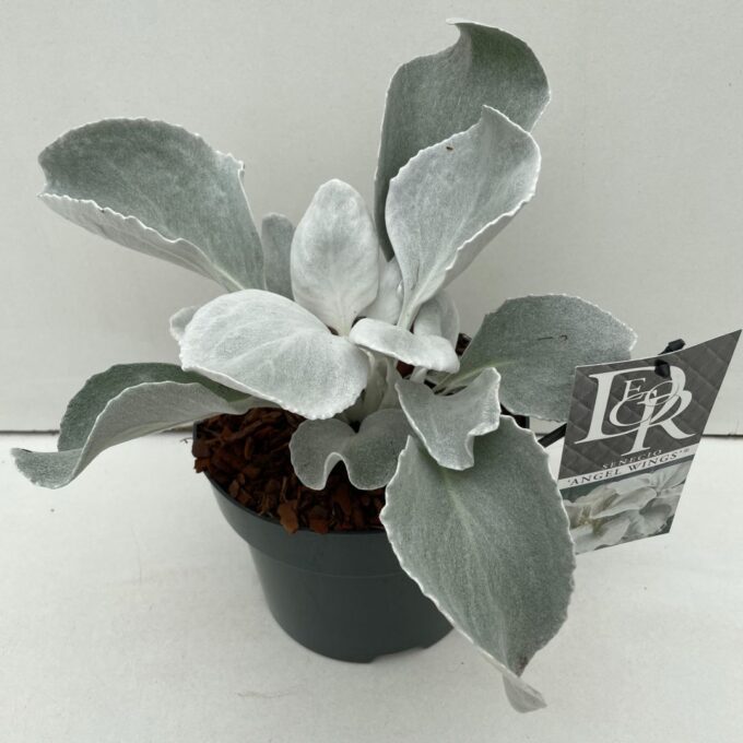 Senecio Angel Wings